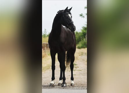 KWPN, Ruin, 5 Jaar, 170 cm, Zwart