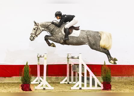 KWPN, Ruin, 5 Jaar, 171 cm