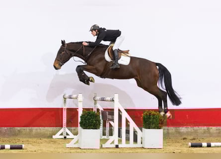 KWPN, Ruin, 5 Jaar, 171 cm