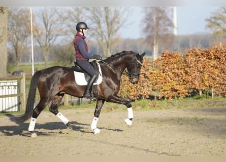 KWPN, Ruin, 5 Jaar, 172 cm, Bruin