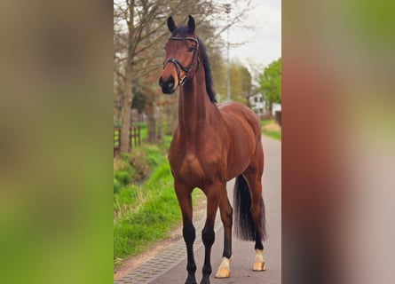 KWPN, Ruin, 5 Jaar, 172 cm, Bruin