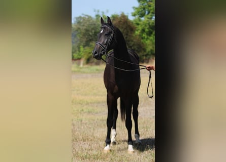 KWPN, Ruin, 5 Jaar, 172 cm, Donkerbruin