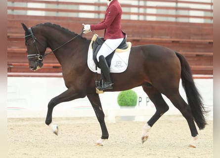 KWPN, Ruin, 5 Jaar, 172 cm, Donkerbruin