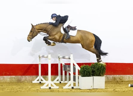 KWPN, Ruin, 5 Jaar, 172 cm