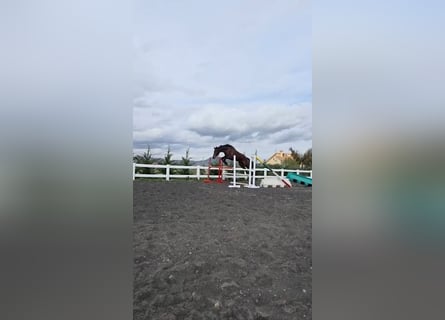 KWPN, Ruin, 5 Jaar, 180 cm, Donkerbruin