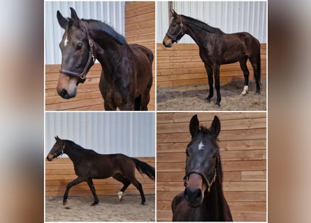 KWPN, Ruin, 5 Jaar