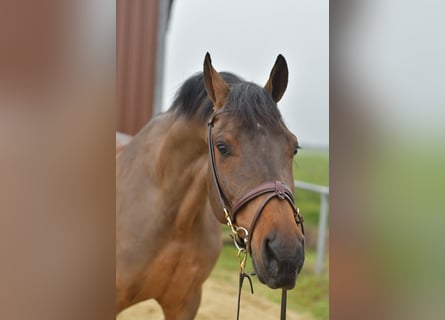 KWPN, Ruin, 6 Jaar, 160 cm, Bruin