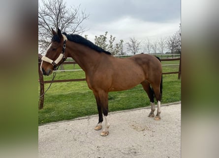 KWPN Mix, Ruin, 6 Jaar, 160 cm, Roodbruin