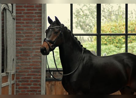 KWPN, Ruin, 6 Jaar, 165 cm, Donkerbruin