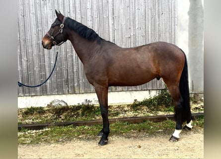 KWPN, Ruin, 6 Jaar, 166 cm, Zwartbruin