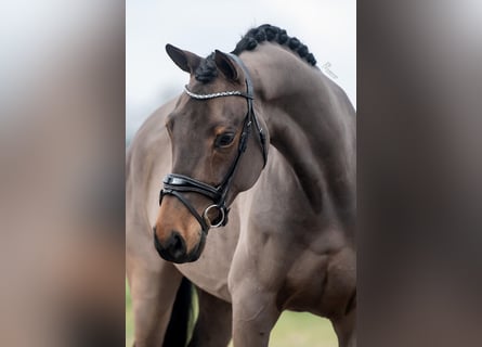 KWPN, Ruin, 6 Jaar, 168 cm, Bruin