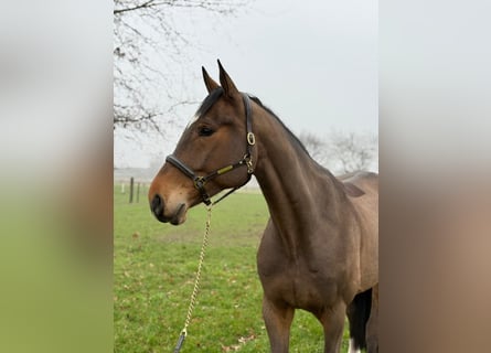 KWPN, Ruin, 6 Jaar, 168 cm, Bruin