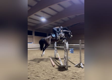 KWPN, Ruin, 6 Jaar, 168 cm, Bruin