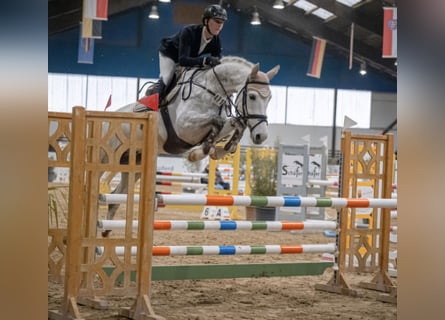 KWPN, Ruin, 6 Jaar, 168 cm, Schimmel