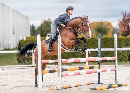 KWPN, Ruin, 6 Jaar, 168 cm