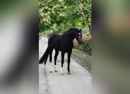 KWPN, Ruin, 6 Jaar, 168 cm, Zwart