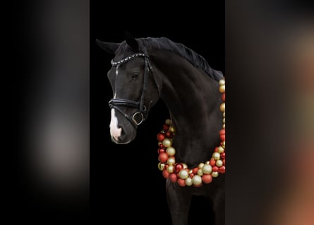 KWPN, Ruin, 6 Jaar, 168 cm, Zwart