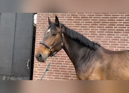 KWPN, Ruin, 6 Jaar, 169 cm, Brauner