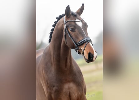 KWPN, Ruin, 6 Jaar, 169 cm, Bruin
