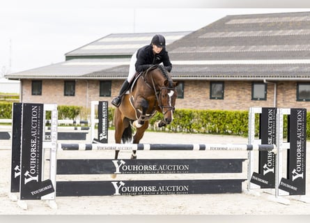 KWPN, Ruin, 6 Jaar, 169 cm, Bruin