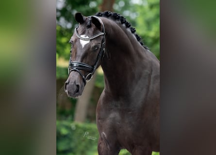 KWPN, Ruin, 6 Jaar, 169 cm, Zwartbruin