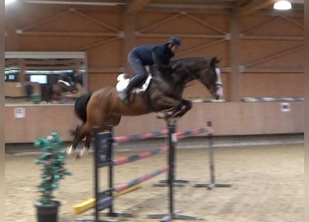 KWPN, Ruin, 6 Jaar, 170 cm, Donkerbruin