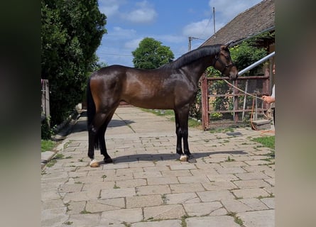 KWPN, Ruin, 6 Jaar, 170 cm, Donkerbruin