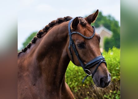 KWPN, Ruin, 6 Jaar, 170 cm, Donkere-vos