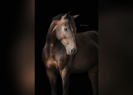 KWPN, Ruin, 6 Jaar, 170 cm, Zwartbruin