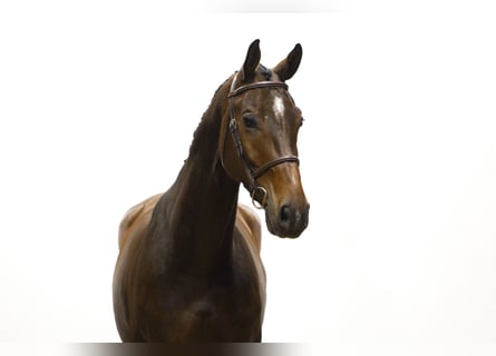 KWPN, Ruin, 6 Jaar, 171 cm, Bruin