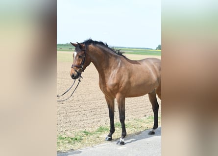 KWPN, Ruin, 6 Jaar, 171 cm, Donkerbruin