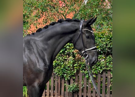 KWPN, Ruin, 6 Jaar, 172 cm, Zwart