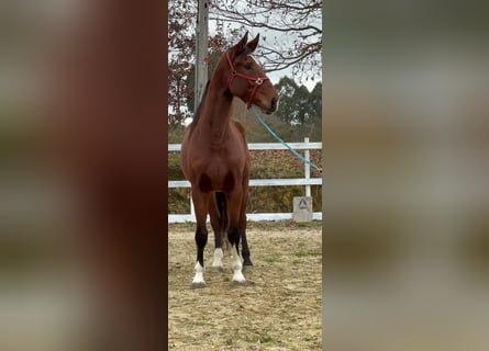 KWPN, Ruin, 6 Jaar, 173 cm, Donkerbruin