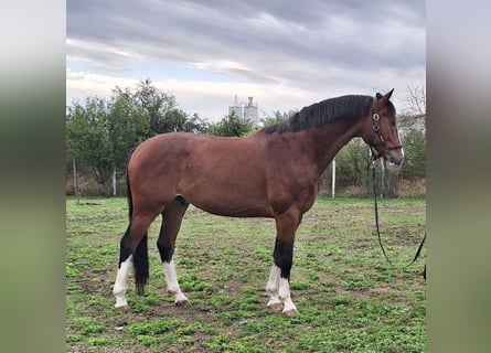 KWPN, Ruin, 6 Jaar, 175 cm, Bruin