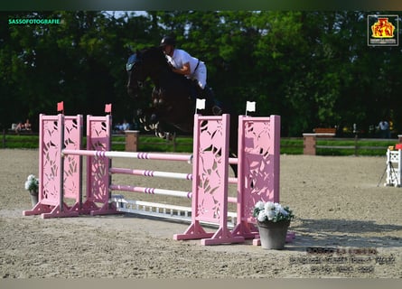 KWPN, Ruin, 6 Jaar, 180 cm, Donkerbruin