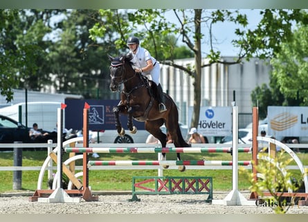 KWPN, Ruin, 6 Jaar, 184 cm, Donkerbruin