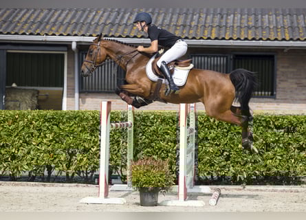 KWPN, Ruin, 6 Jaar, Brauner