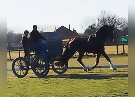 KWPN, Ruin, 7 Jaar, 165 cm, Bruin