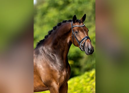 KWPN, Ruin, 7 Jaar, 166 cm, Bruin