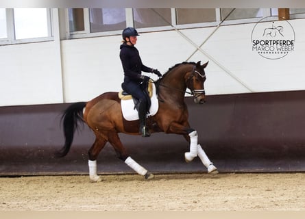 KWPN, Ruin, 7 Jaar, 166 cm, Donkerbruin