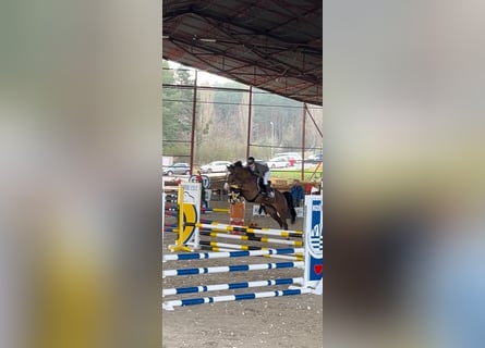 KWPN, Ruin, 7 Jaar, 168 cm, Bruin