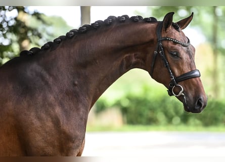 KWPN, Ruin, 7 Jaar, 170 cm, Bruin