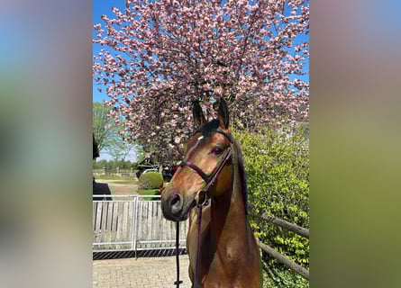 KWPN, Ruin, 7 Jaar, 170 cm, Bruin