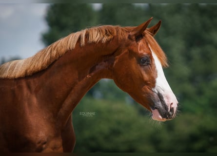 KWPN, Ruin, 7 Jaar, 170 cm, Vos