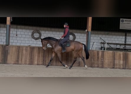 KWPN, Ruin, 7 Jaar, 171 cm, Bruin