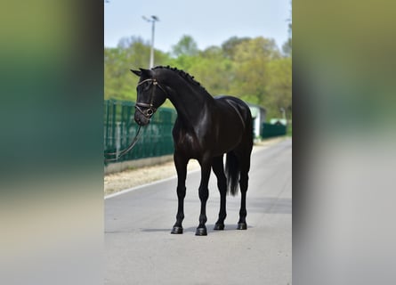 KWPN, Ruin, 7 Jaar, 171 cm, Zwartbruin