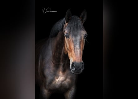 KWPN, Ruin, 7 Jaar, 172 cm, Bruin
