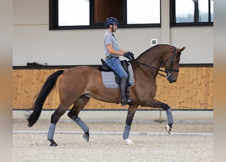 KWPN, Ruin, 7 Jaar, 173 cm, Bruin