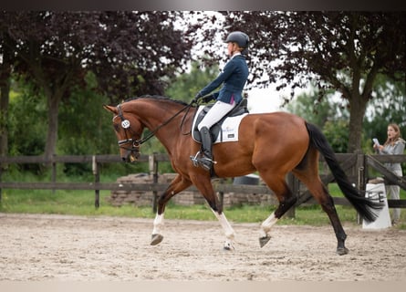 KWPN, Ruin, 7 Jaar, 174 cm, Bruin