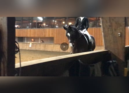 KWPN, Ruin, 7 Jaar, 174 cm, Bruin